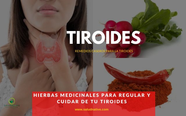 Plantas medicinales para regular y cuidar de tu tiroides